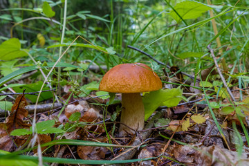 White mushroom or as it is called the royal mushroom that grew in the grass on the ground.