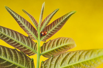 Ladybug insect walking on fresh green leaves in countryside field, beautiful spring day