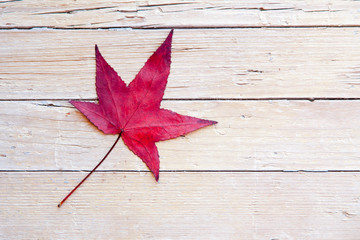 Autumn leaf on wooden background. Red and orange fallen leaves. Copy space, white boards for text. Top view. Concept of back to school.