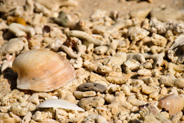 Beautiful patterned shells and coral carcasses on the beach