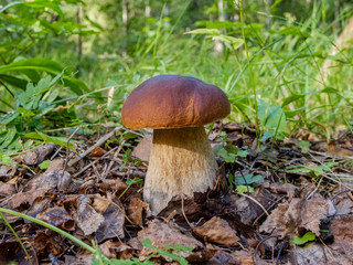 White mushroom or as it is called the royal mushroom that grew in the grass on the ground.