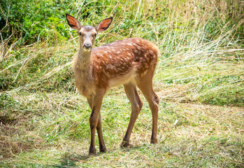 Naklejka na ściany i meble National Park of Abruzzo, Lazio and Molise (Italy) - The summer in the italian mountain natural reserve, with wild animals, little old towns, the Barrea Lake. Here: the little deer fawn