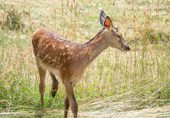National Park of Abruzzo, Lazio and Molise (Italy) - The summer in the italian mountain natural reserve, with wild animals, little old towns, the Barrea Lake. Here: the little deer fawn