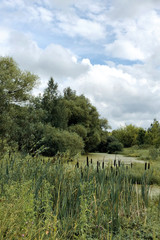 Fototapeta na wymiar Cattails on the pond in summer
