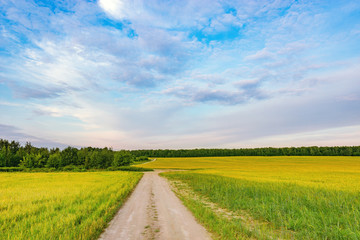 Field with rye and road at sunset time.