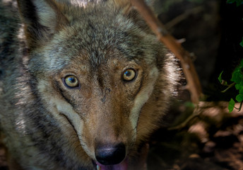 Fototapeta premium National Park of Abruzzo, Lazio and Molise (Italy) - The summer in the italian mountain natural reserve, with wild animals, little old towns, the Barrea Lake. Here: the wolf