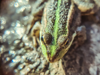 A green frog sitting in the river