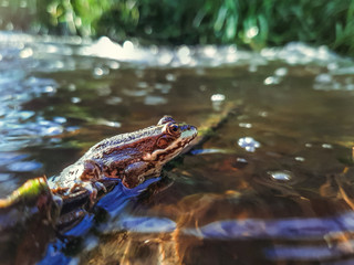 A brown frog sitting in the river