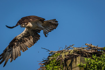Osprey, Pandion haliaetus, on a sunny morning with bright blue sky launches from nest box