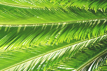 Obraz na płótnie Canvas Group of big green leaves of exotic date palm tree, isolated on white background. Tropical plant foliage with visible texture. Pollution free symbol. Close up, copy space.