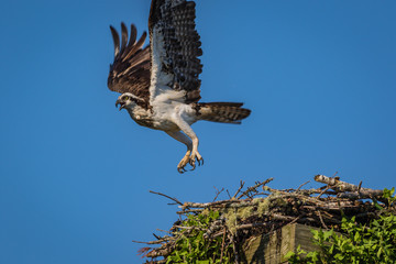 Osprey, Pandion haliaetus, on a sunny morning with bright blue sky launches from nest box