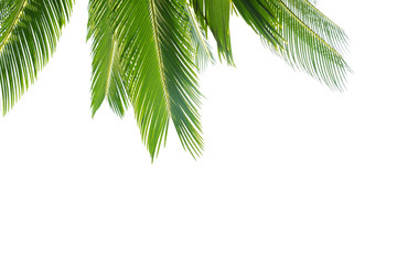 Group of big green leaves of exotic date palm tree, isolated on white background. Tropical plant...