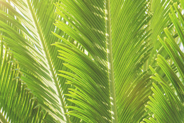 Obraz na płótnie Canvas Group of big green leaves of exotic date palm tree, isolated on white background. Tropical plant foliage with visible texture. Pollution free symbol. Close up, copy space.