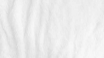Plakat Fur background with white soft fluffy furry texture hair cloth of sheepskin for blanket and carpet interior decoration