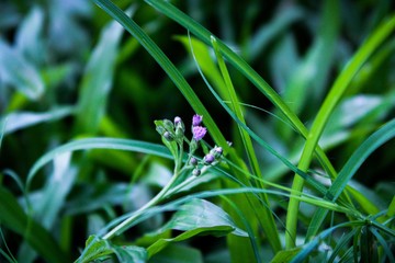 flower in grass
