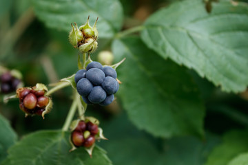 Mature blackberry grows on a bush. Green leaves and berries.