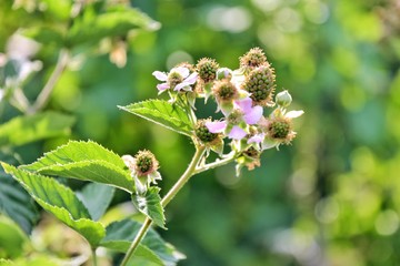 Bush with growing green blackberry berries with selective focus and blurred summer background. Organic unripe blackberries in the garden. Branch with green raspberry. Cluster with growing wild berry 