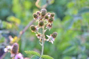 Bush with growing green blackberry berries with selective focus and blurred summer background. Organic unripe blackberries in the garden. Branch with green raspberry. Cluster with growing wild berry 