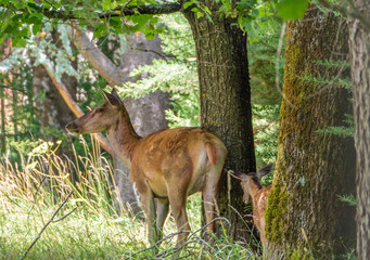 National Park of Abruzzo, Lazio and Molise (Italy) - The summer in the italian mountain natural reserve, with wild animals, little old towns, the Barrea Lake. Here: the little deer fawn