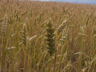 spike of wheat