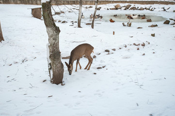 Young deer in winter, against the background of birds