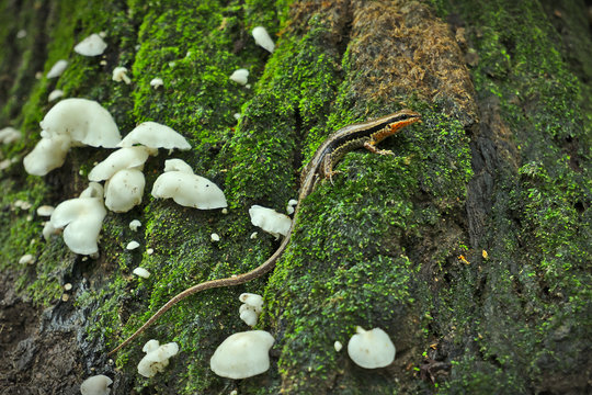 Juvenile skink crawl on green mosses on tree root nearby white mushrooms