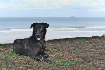 Stray black dog laying down under the tree near the beach