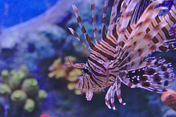 Lionfish floating in the water waiting for its prey.