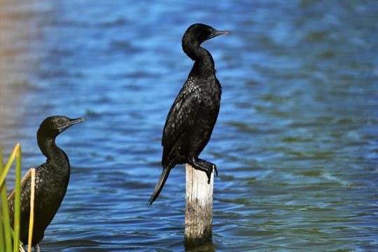 Little Black Cormorant