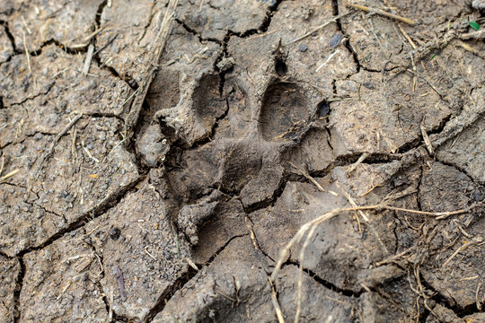 Animal footprints on the ground