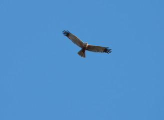 Obraz premium western marsh harrier Circus aeruginosus flying against clear blue sky