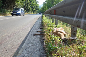 Dead European roe deer (Capreolus capreolus) at the edge of the road. Car and wild animal accident concept.