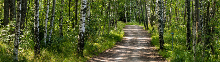 Path in Finnish forest panorama HDR large