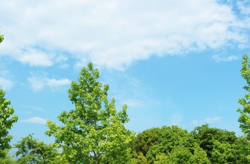 風景　春　空　プラタナス　爽やか　茨城