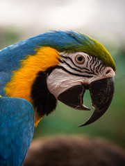 Macaw New World Parrots in Captivity