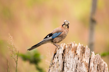 Eurasian jay - Garrulus glandarius, sitting on a wooden stump in the forest. Wildlife scenery.