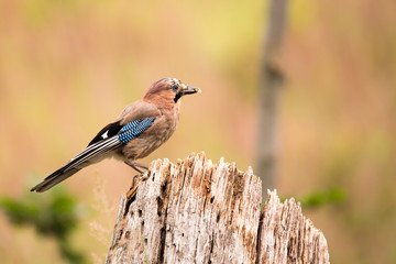 Eurasian jay - Garrulus glandarius, sitting on a wooden stump in the forest. Wildlife scenery.