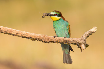 European Bee-eater, Merops apiaster, beautiful bird sitting on the branch with insects in beak.