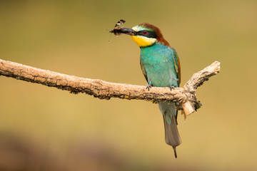 European Bee-eater, Merops apiaster, beautiful bird sitting on the branch with insects in beak.