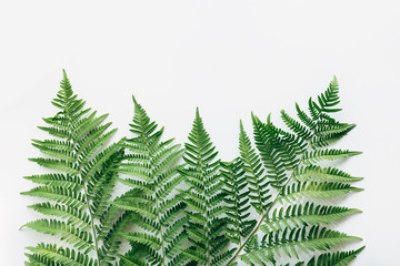 Fern leaves