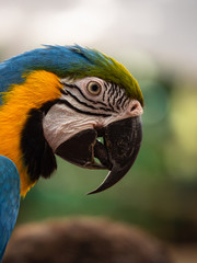 Macaw New World Parrots in Captivity