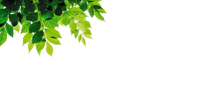 Fototapeta Green leaves isolated on white background with copy space
