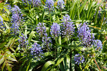 scilla litardierei amethyst meadow squill flowers