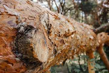 Background of dry sawn pine logs in the forest.