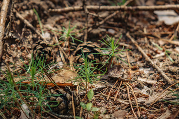 an old rotting tree lying in the middle of the forest