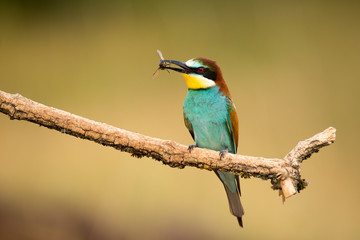 European Bee-eater, Merops apiaster, beautiful bird sitting on the branch with insects in beak.