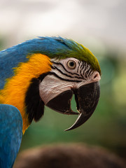Macaw New World Parrots in Captivity
