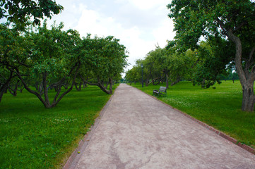 Apple trees alley summer landscape 