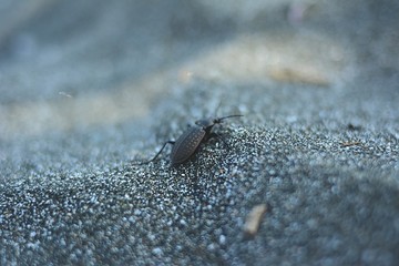 bug on sand