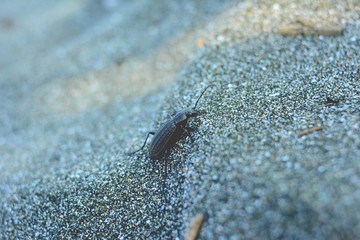 bug on sand